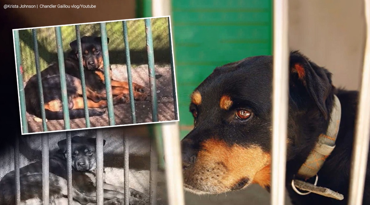 china, china zoo, china zoo dog, china zoo dog trending, china zoo passes off dog as wolf, wolf twitter reactions, trending, indian express, indian express news